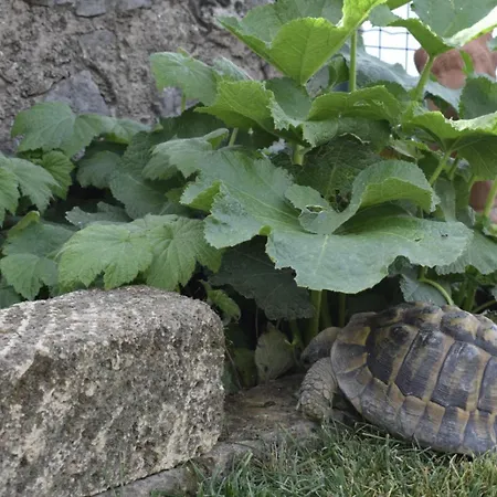 Anna ブレンゾーネ